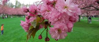 Cherry Trees